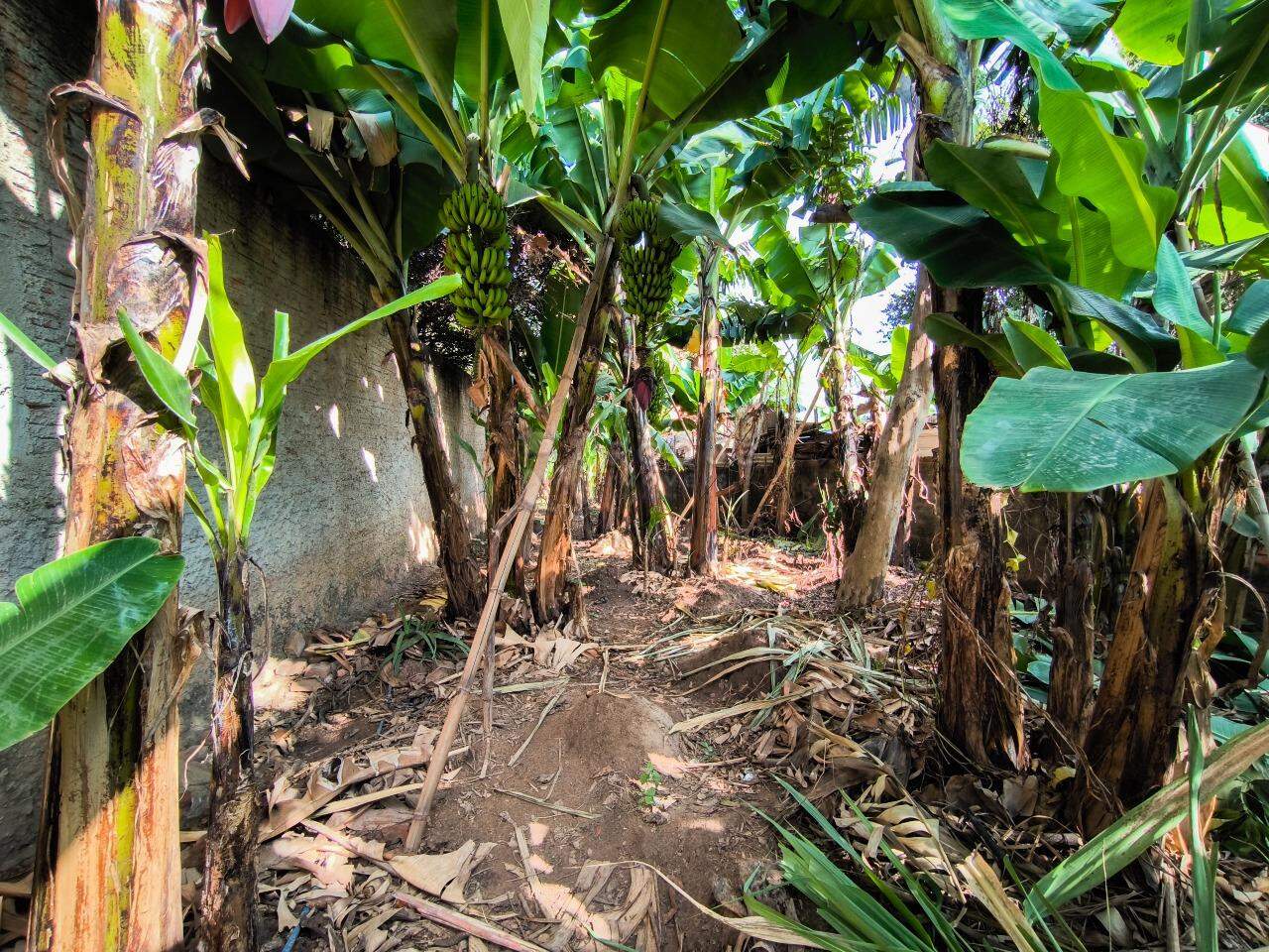 Casa Residencial à venda no bairro Jardim Bandeirantes: QUINTAL