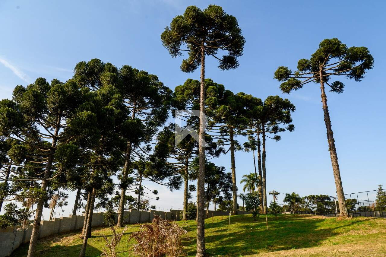 Terreno com Vista Livre à venda, 741,84 m² - Butiatuvinha - Curitiba/PR miniatura 42