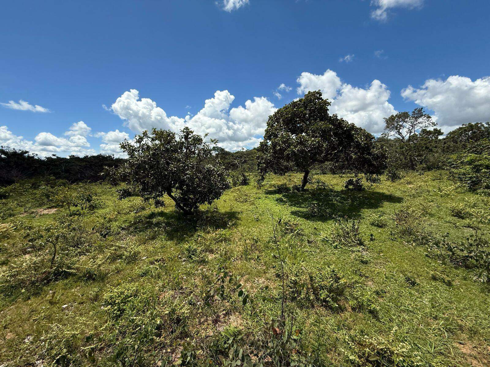 Rural à venda no Não Informado: 