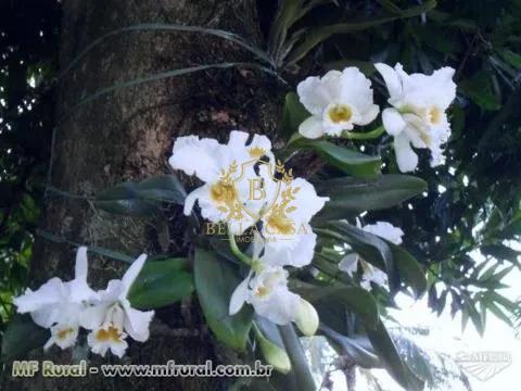 Chácara para aluguel no Basilea (Sampaio Correia): 