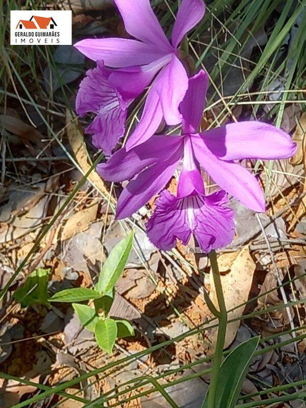 SITIO RURAL à vendaÁrea Rural de CurveloCurveloMG: 