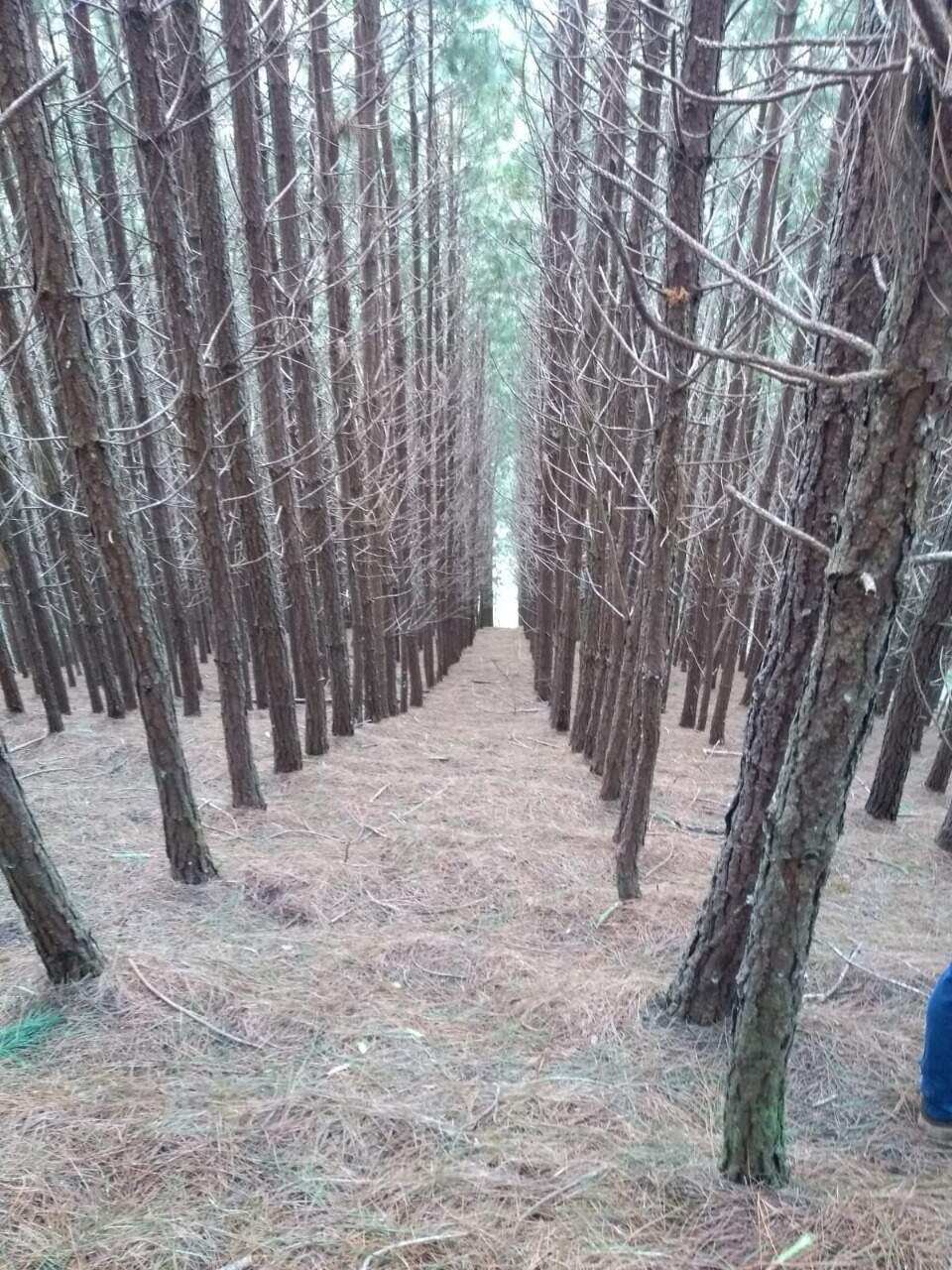 Sítio à venda no Centro: 