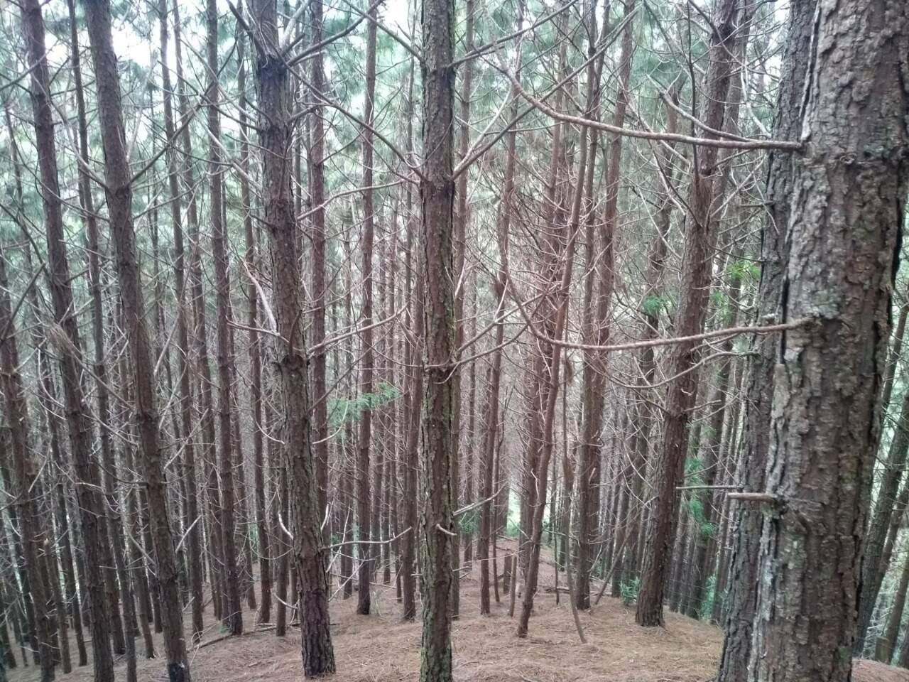 Sítio à venda no Centro: 