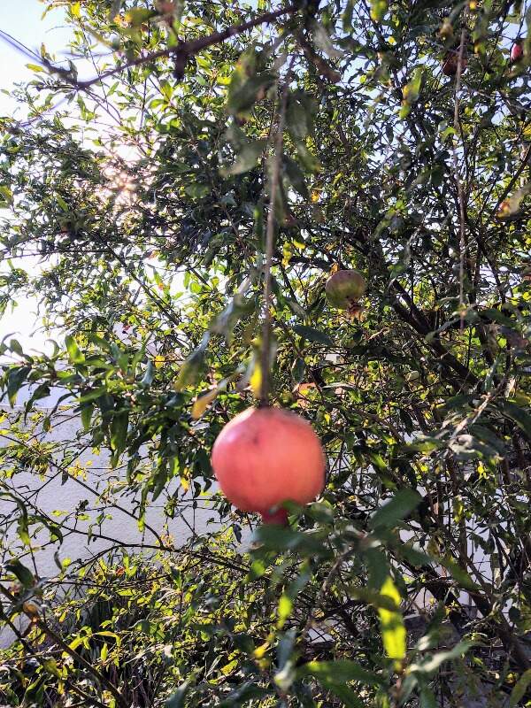 Casa à venda no Jardim Oreana: 