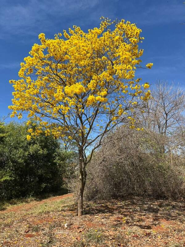 Terreno à venda no Tropicália Garden: 