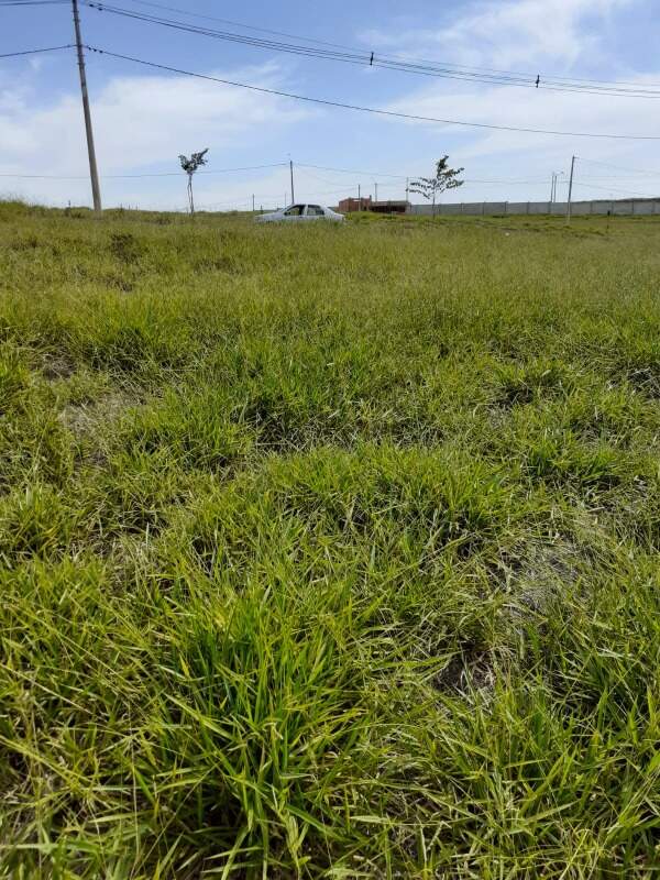 Terreno à venda no Loteamento Reserva dos Ipês: 