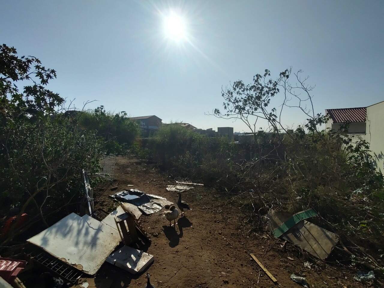 Terreno à venda no Jardim das Palmeiras: 