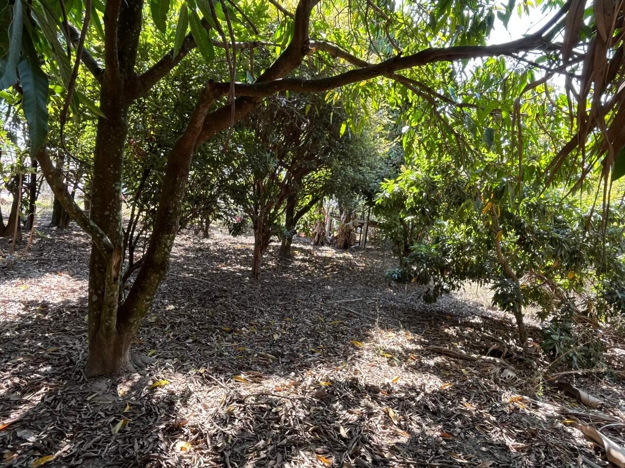 Chácara à venda no Jardim Santa Adélia: 