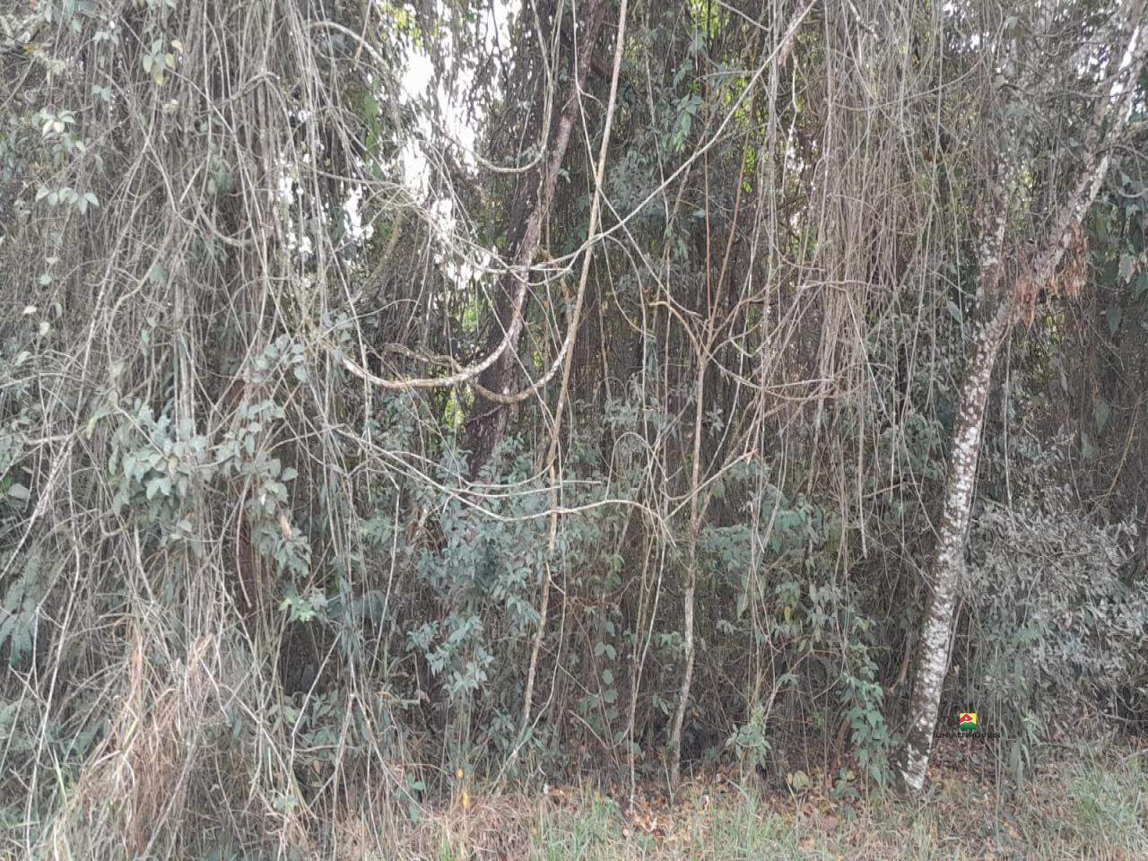 Terreno à venda no UBÁ: 