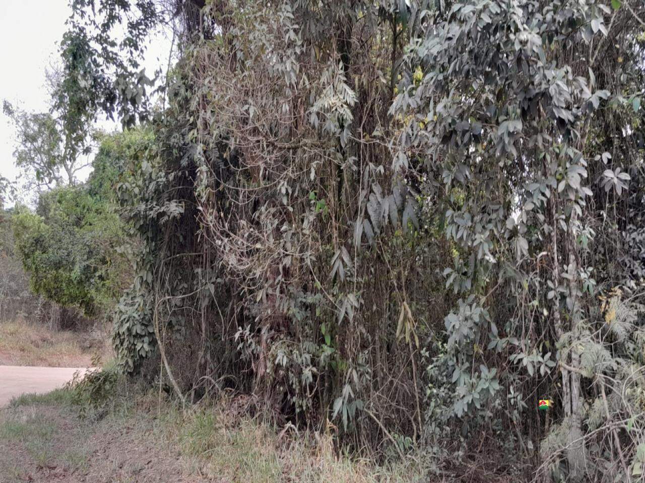 Terreno à venda no UBÁ: 