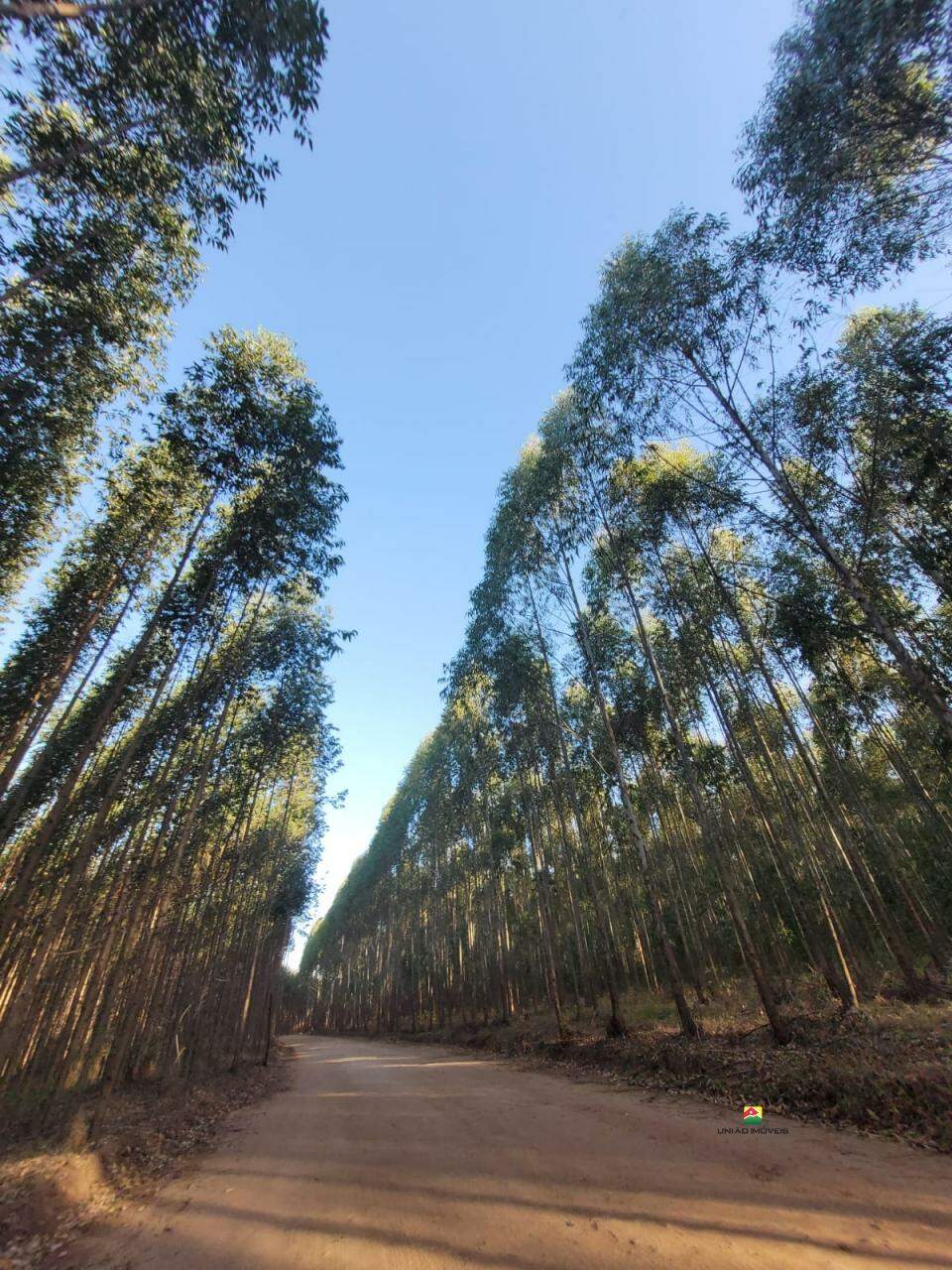 Imóvel Rural à venda no BURACO FRIO: 