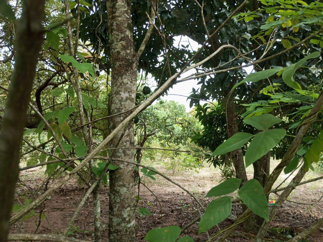 Terreno à venda no PLANALTO SERRA VERDE: 