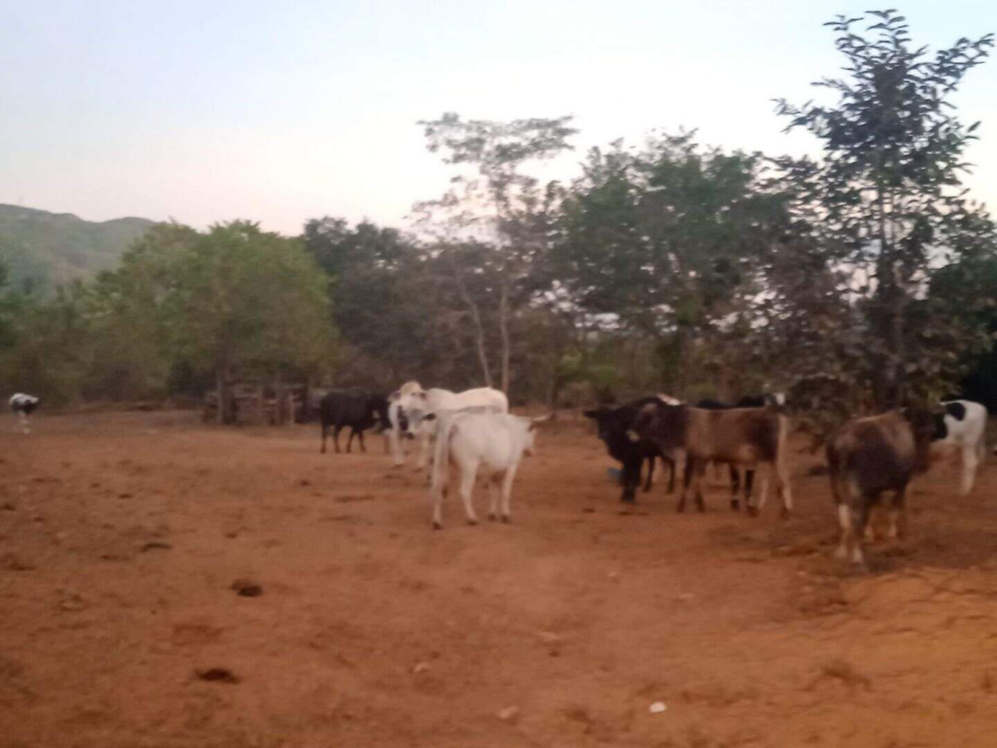 Área à venda no Plano Diretor Norte: 