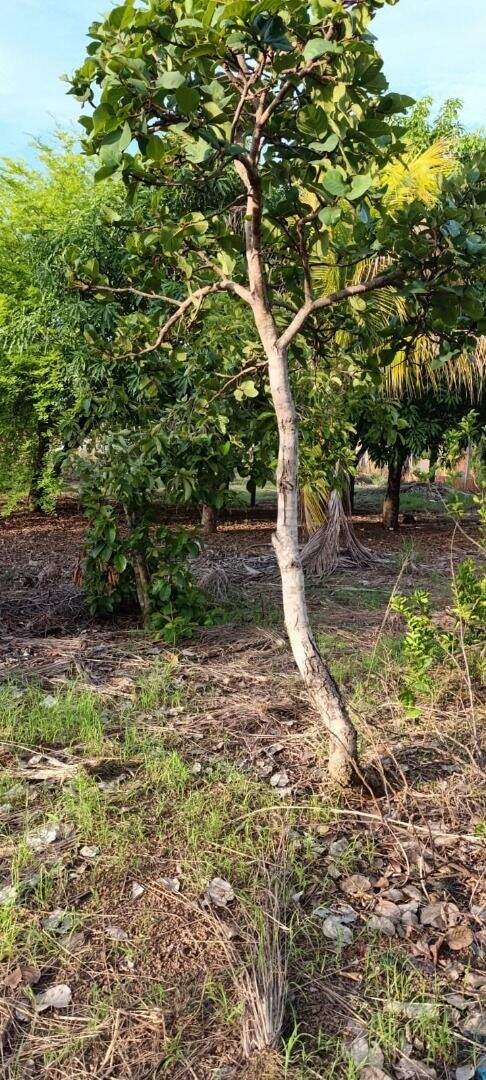 Chácara à venda no Jardim Brasilia: 