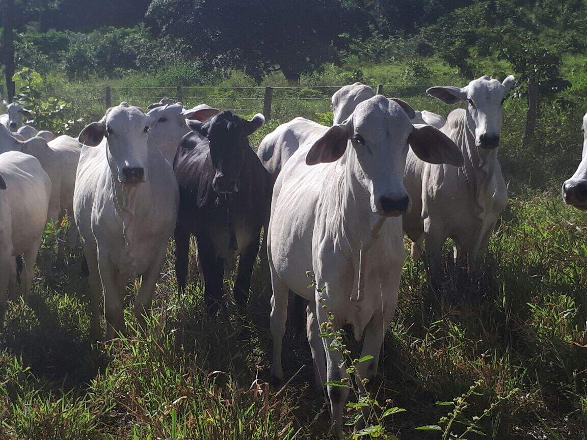 Fazenda à venda no Área Rural de Palmas: 