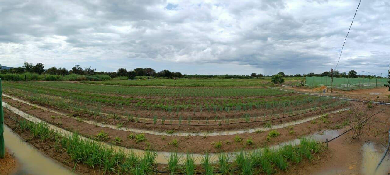 Sítio à venda no Rural: 