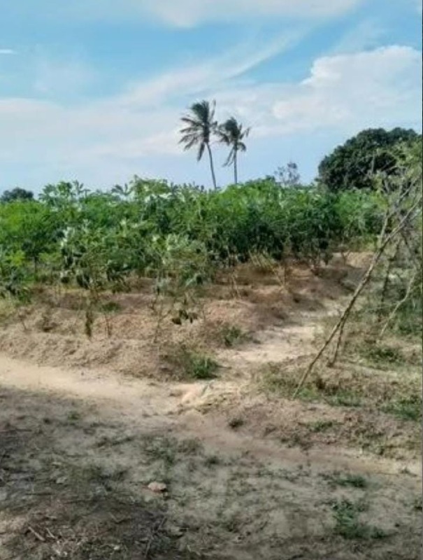 Sítio à venda, POVOADO GANDÚ II - Itabaiana/SE - Foto 3