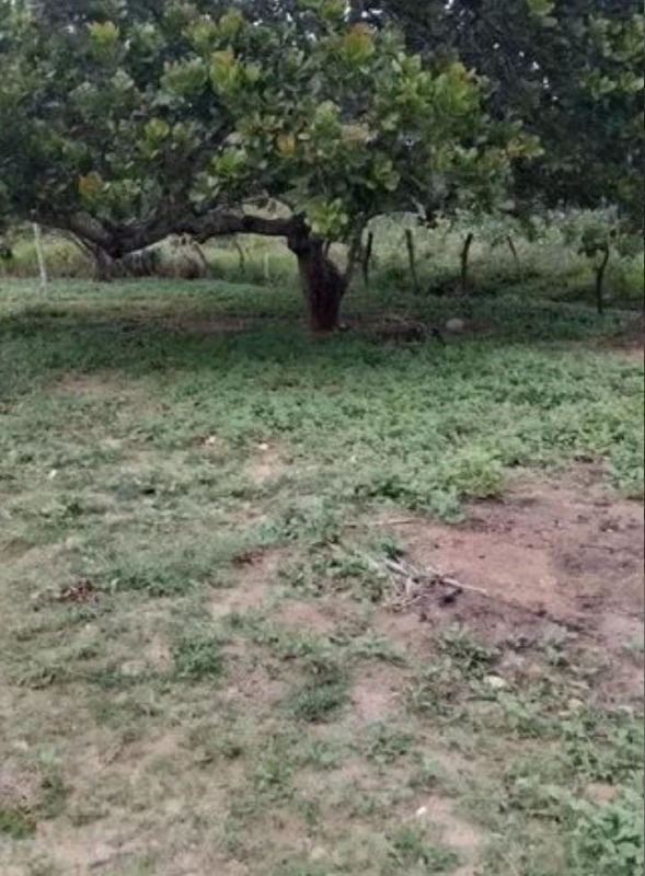 Sítio à venda, POVOADO GANDÚ II - Itabaiana/SE - Foto 4