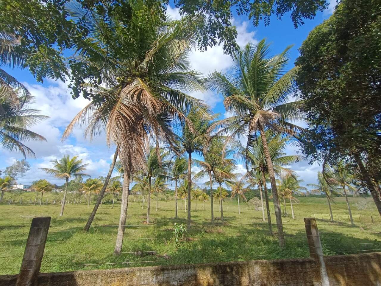 EXCELENTE CHACARA A VENDA EM ITABAIANA - Foto 13