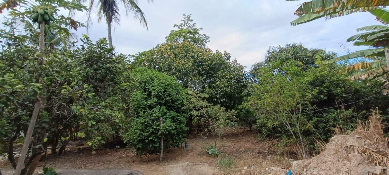 Espaço, Conforto e Natureza na Agrovila! Chácara Ampla com 3 Tarefas (Em construção) - Foto 8