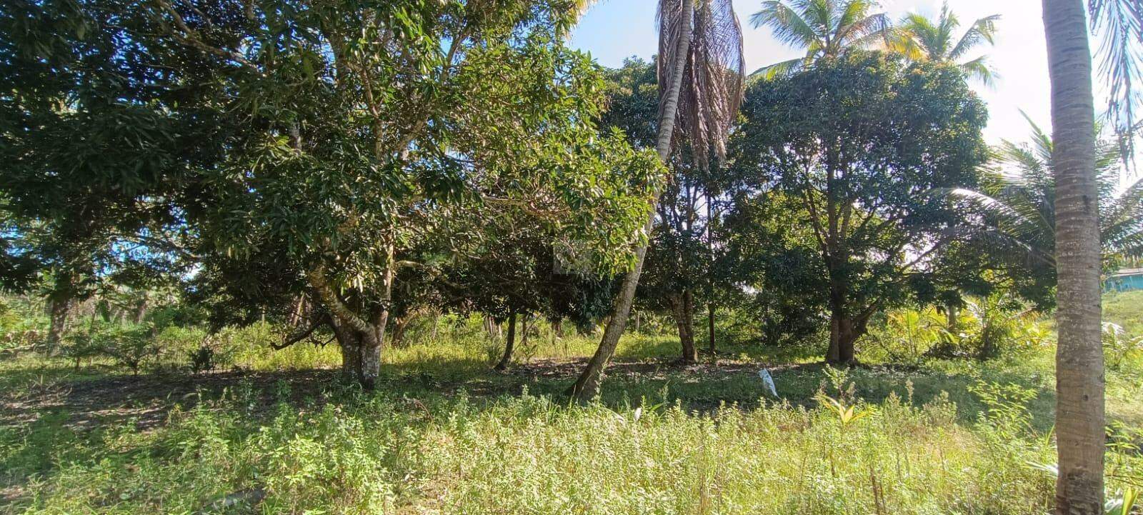 Espaço com Fartura e Conforto! Magnífica Propriedade de 10 Tarefas no Povoado Ribeira - Foto 11