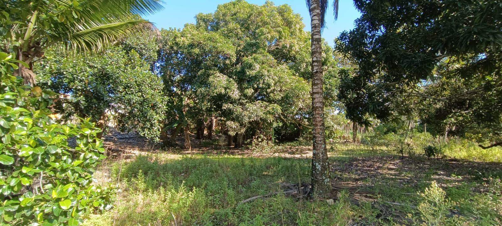 Espaço com Fartura e Conforto! Magnífica Propriedade de 10 Tarefas no Povoado Ribeira - Foto 4