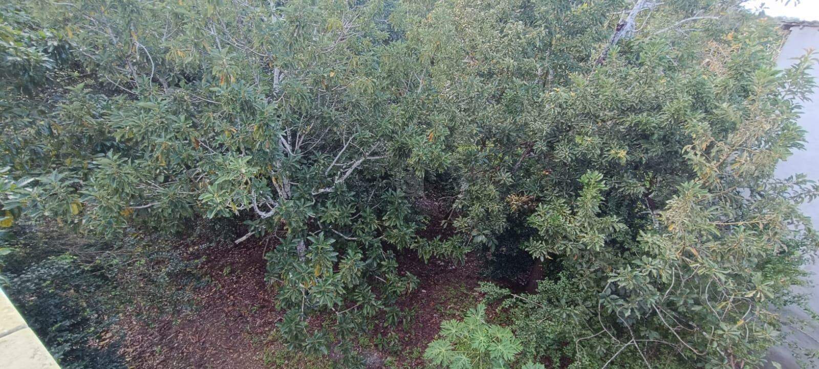 Espaço com Fartura e Conforto! Magnífica Propriedade de 10 Tarefas no Povoado Ribeira - Foto 8