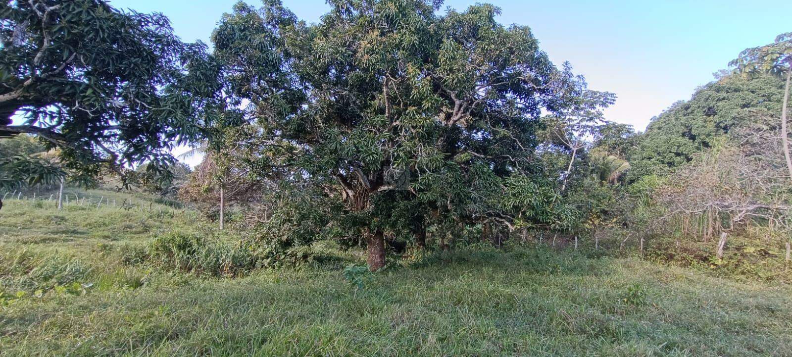 Espaço com Fartura e Conforto! Magnífica Propriedade de 10 Tarefas no Povoado Ribeira - Foto 14