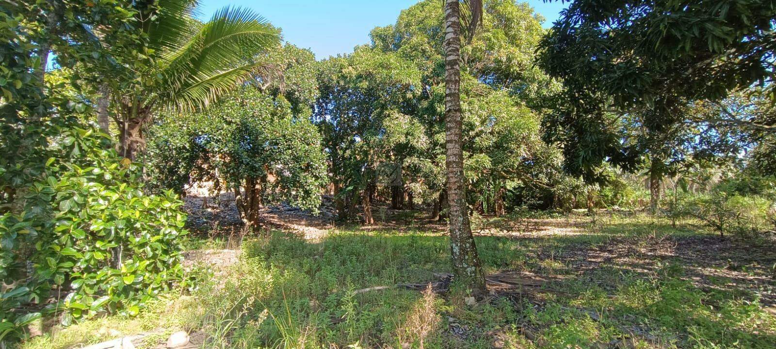 Espaço com Fartura e Conforto! Magnífica Propriedade de 10 Tarefas no Povoado Ribeira - Foto 9