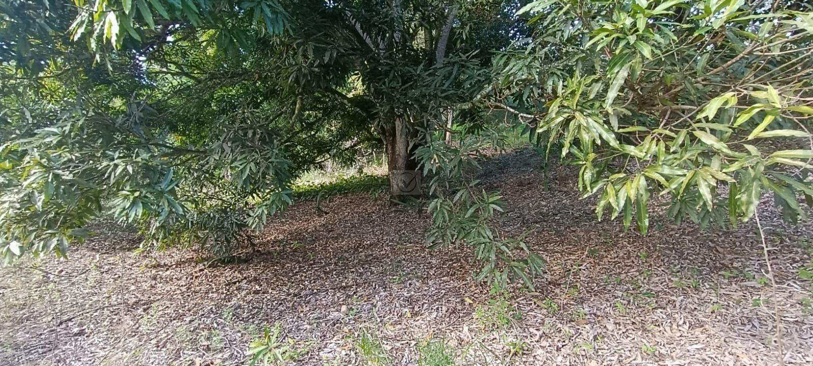 Espaço com Fartura e Conforto! Magnífica Propriedade de 10 Tarefas no Povoado Ribeira - Foto 5