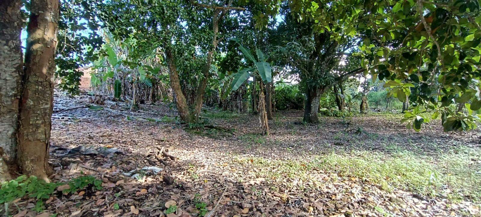 Espaço com Fartura e Conforto! Magnífica Propriedade de 10 Tarefas no Povoado Ribeira - Foto 6