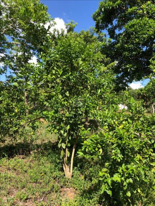 Terreno Rural / Sítio de 18.150 m² em Nossa Senhora do Socorro – SE - Foto 11
