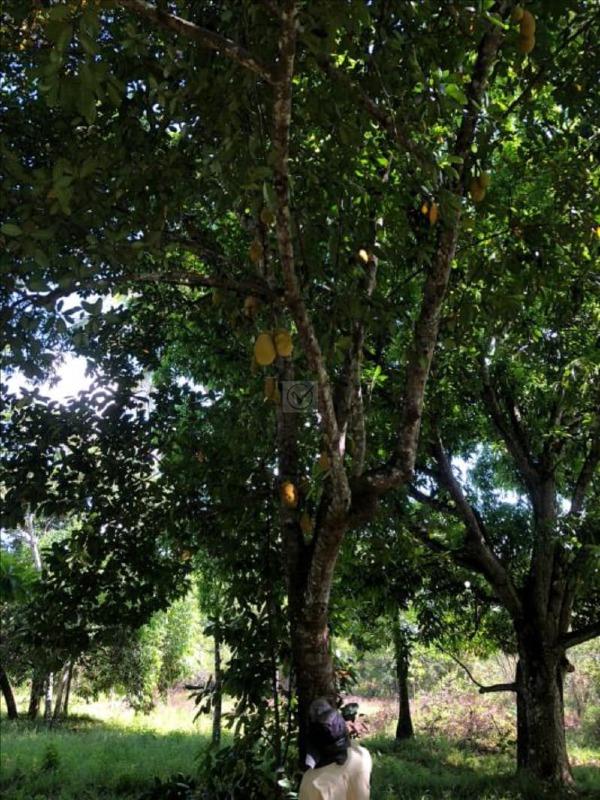 Terreno Rural / Sítio de 18.150 m² em Nossa Senhora do Socorro – SE - Foto 14