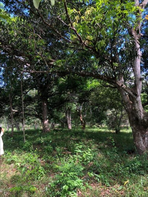 Terreno Rural / Sítio de 18.150 m² em Nossa Senhora do Socorro – SE - Foto 8