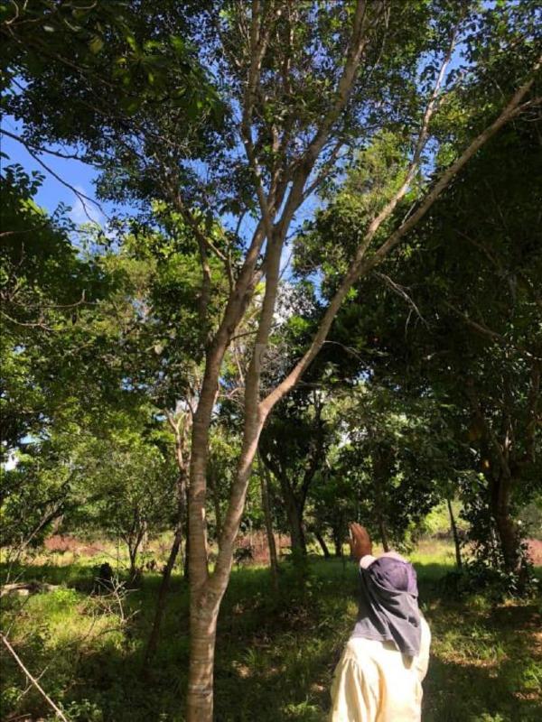 Terreno Rural / Sítio de 18.150 m² em Nossa Senhora do Socorro – SE - Foto 9