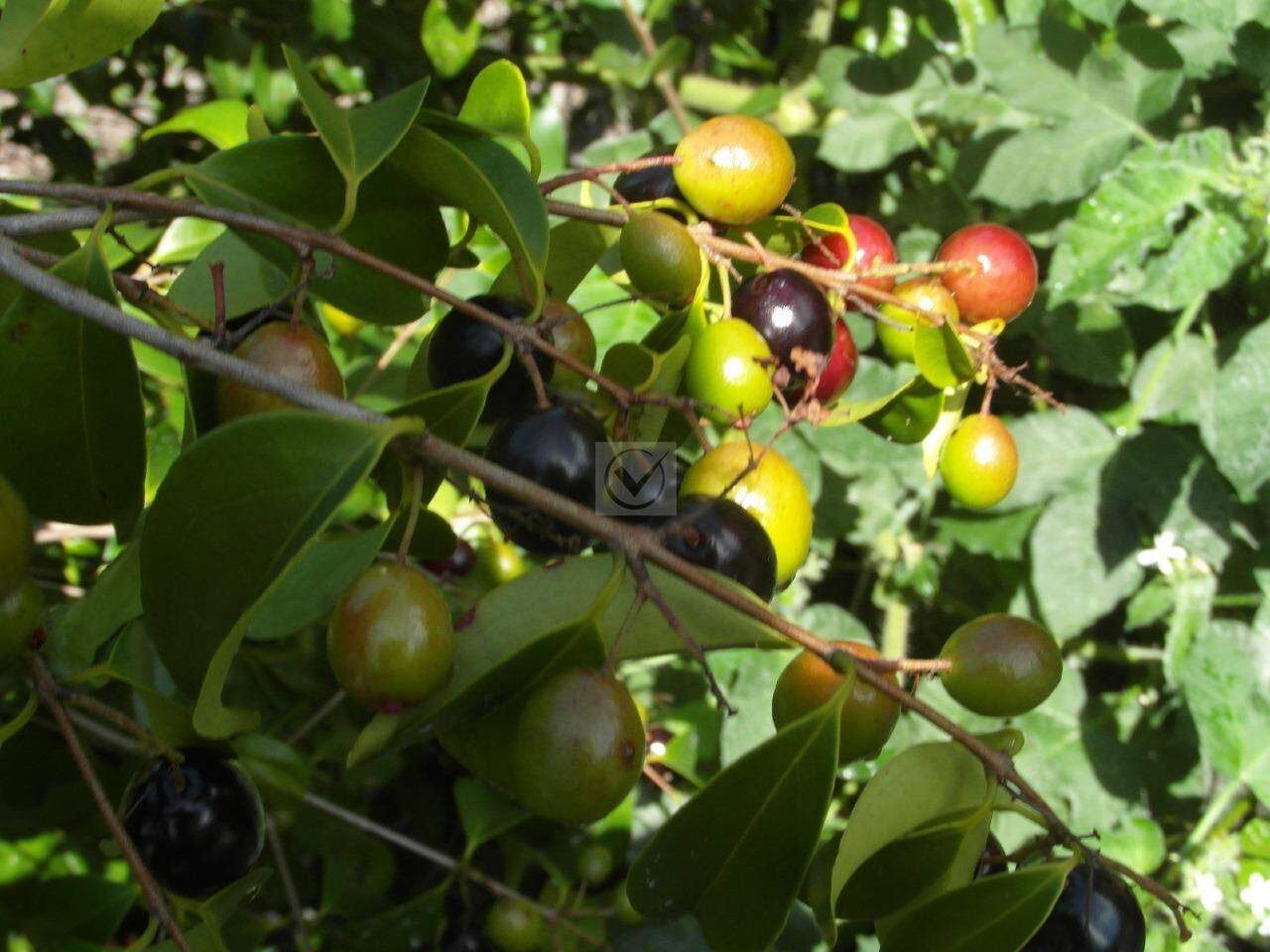 Terreno com 260.000m² no Distrito de Santa Isabel/Pirambu - Foto 8