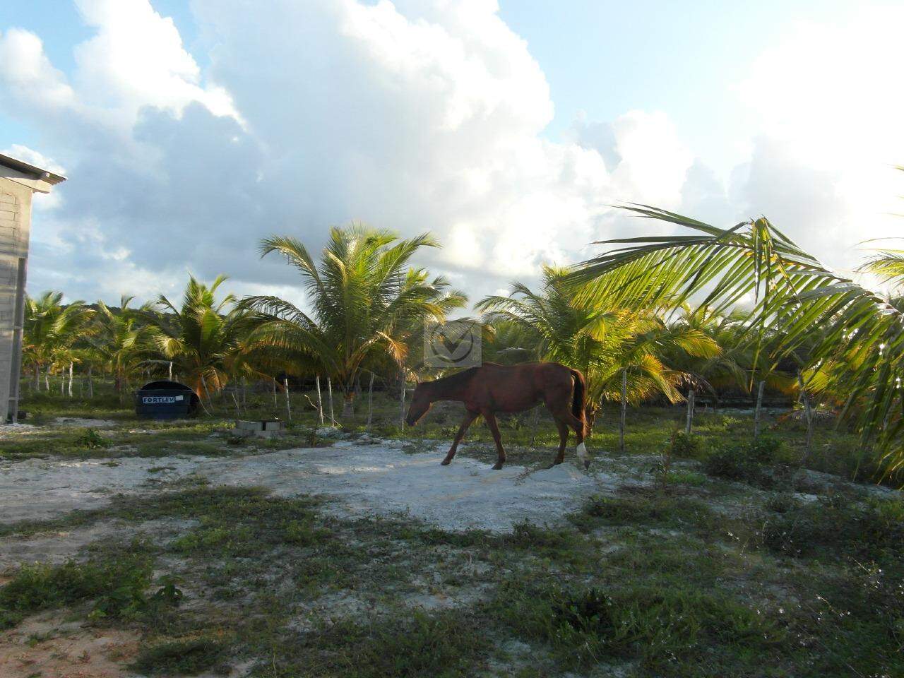 Terreno com 260.000m² no Distrito de Santa Isabel/Pirambu - Foto 10