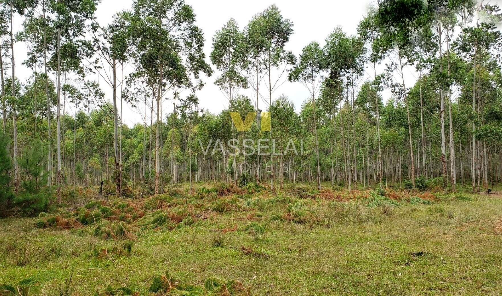 Terreno à venda no Corruchel: image20.jpg