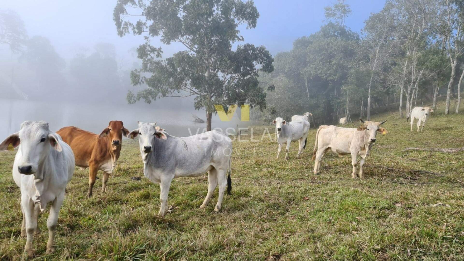 Terreno à venda no Não informado: 21.jpeg