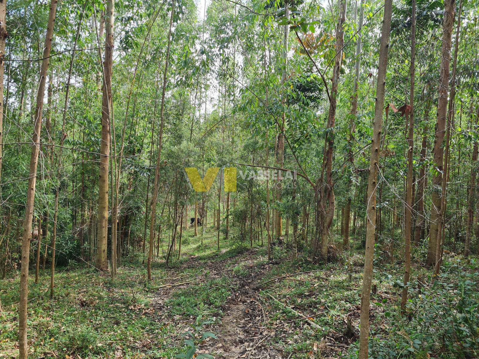 Terreno à venda no Serra Canoas: 16.jpeg
