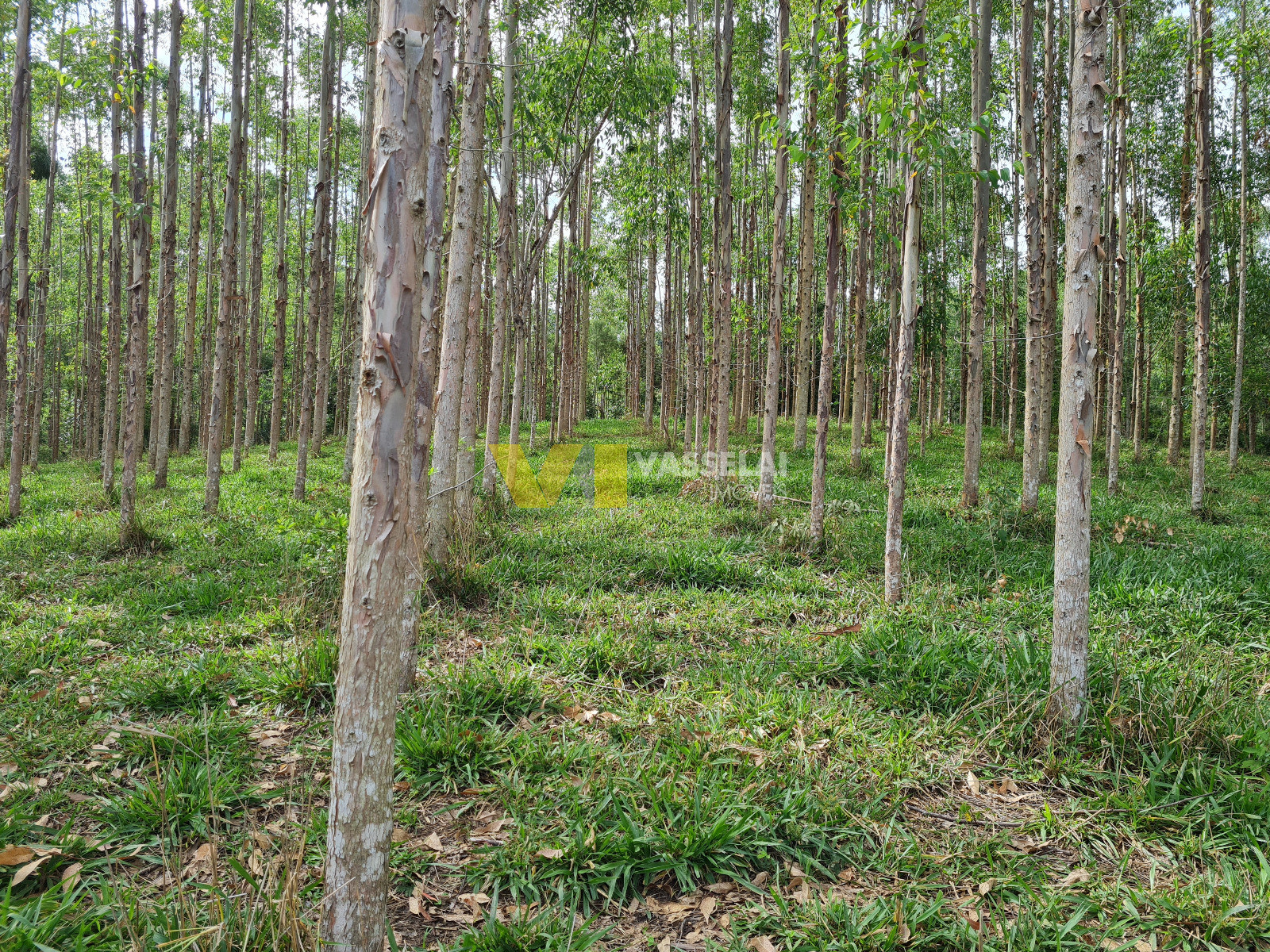 Terreno à venda no Serra Canoas: 18.jpeg