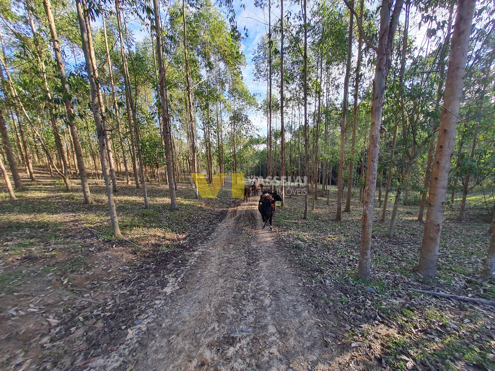 Terreno à venda no Serra Canoas: 10.jpeg
