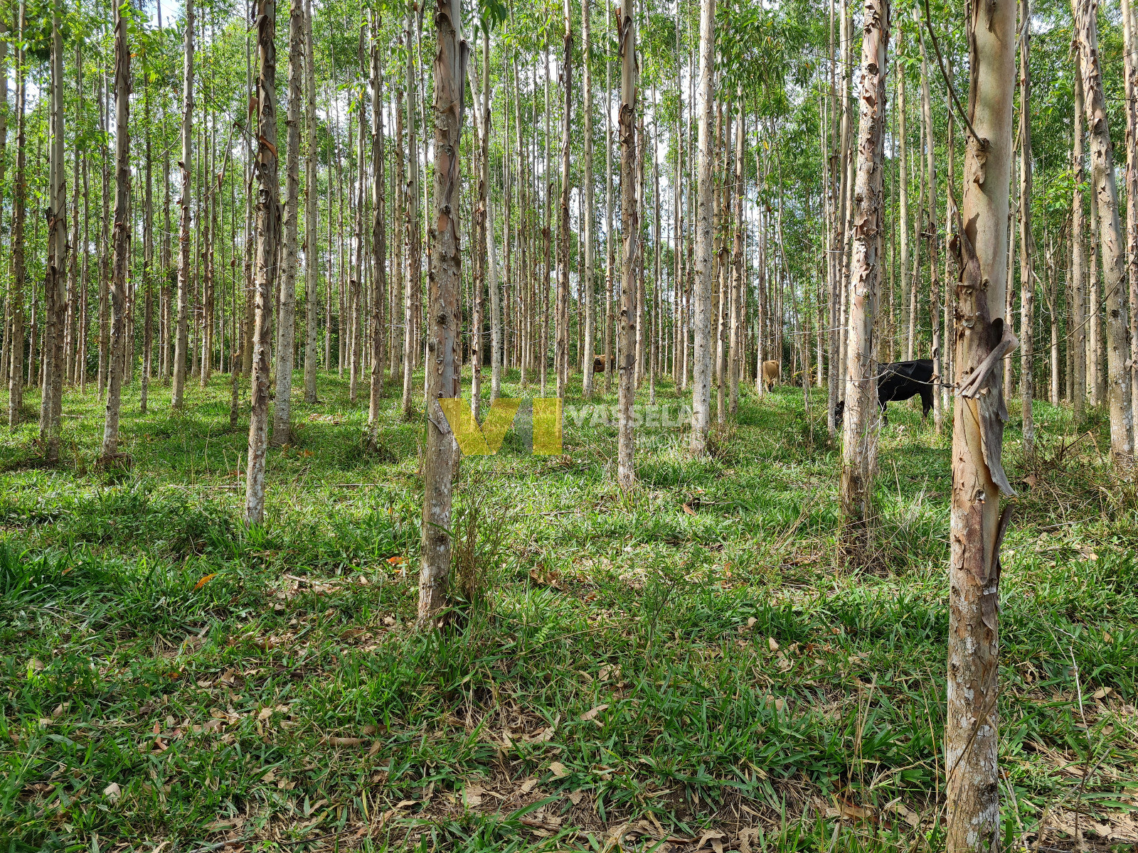 Terreno à venda no Serra Canoas: 15.jpeg