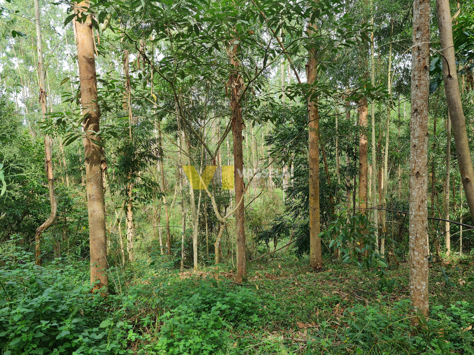 Terreno à venda no Serra Canoas: 19.jpeg