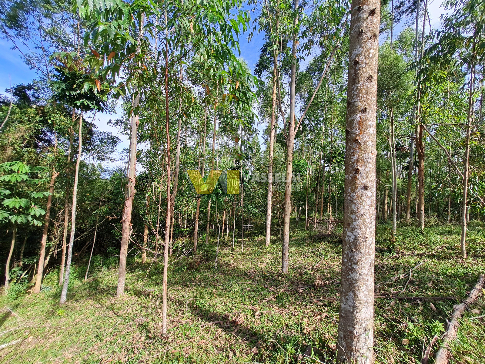 Terreno à venda no Serra Canoas: 14.jpeg