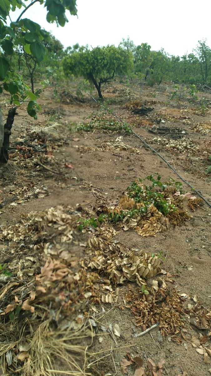 Chácara à venda no Rural: 