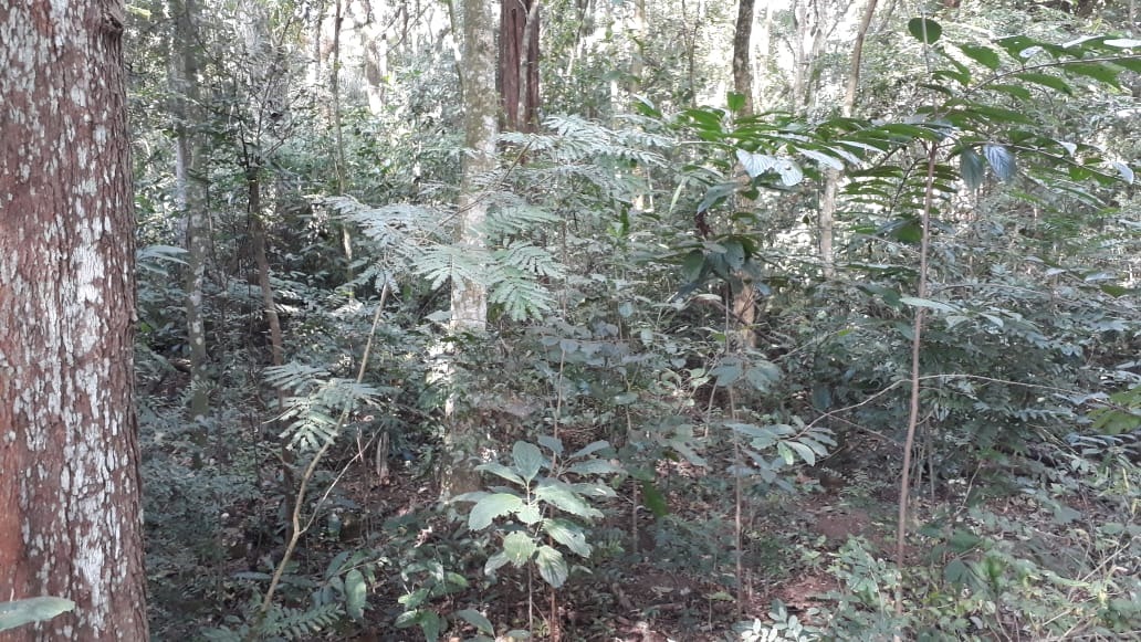 Chácara à venda no Bela Vista: 