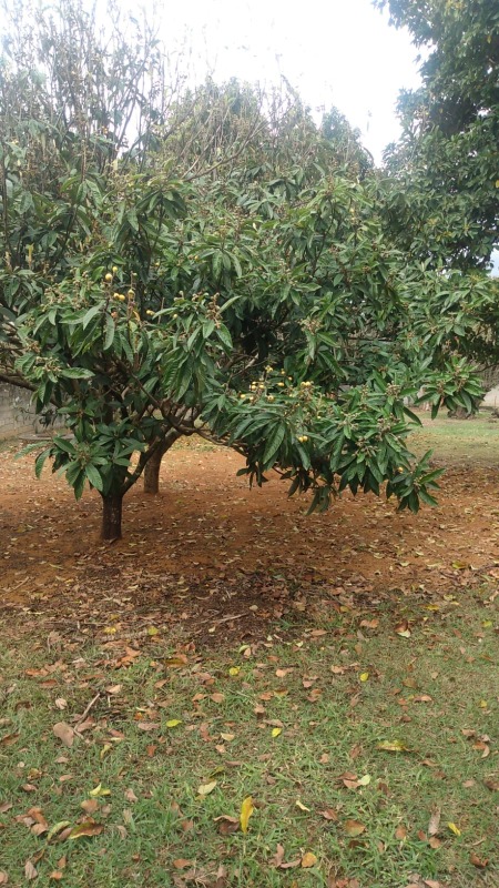 Lote à venda no Nossa Senhora do Perpétuo Socorro: 