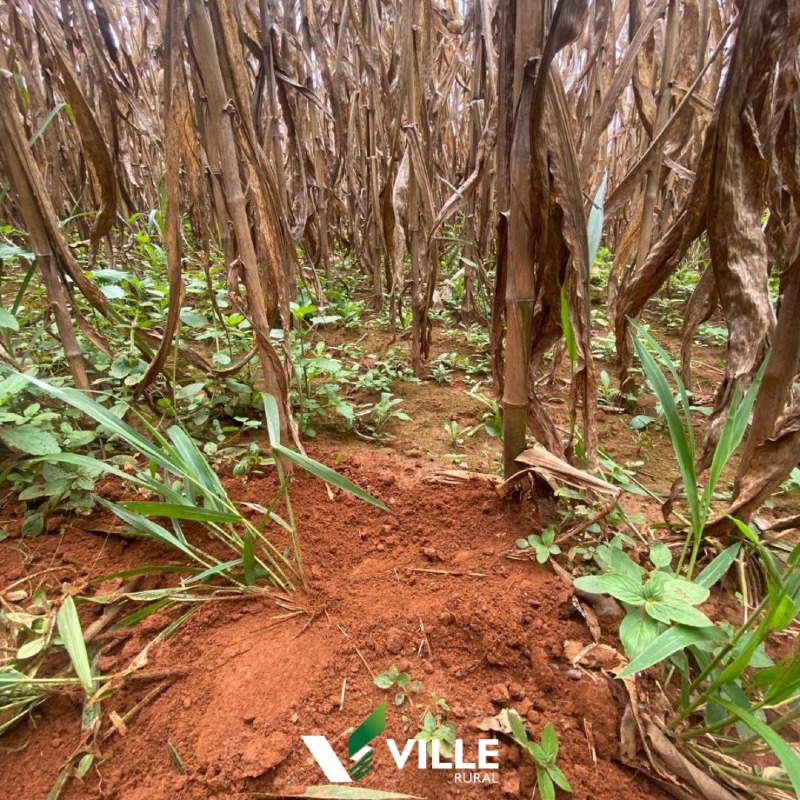 Fazenda à venda no Área Rural : 