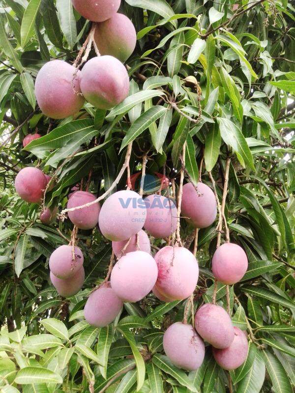 Chácara à venda no Joao Jabour: 